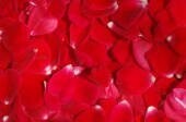 Rose Heads - one colour (1/4 box - 70 heads approx)