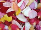Rose Heads - mixed colour (1/4 box 70 heads approx)