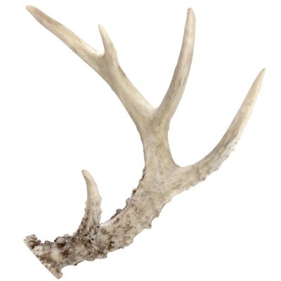 Deer antler - single (assorted)