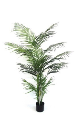 Palm tree; arcia - silk; 1.7m (V1)