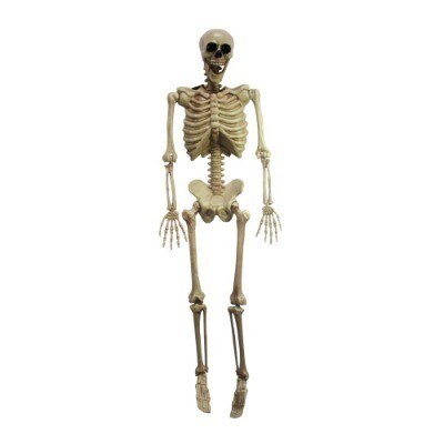 Skeleton hanging 1.6m
