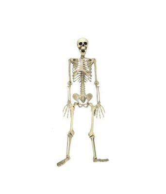 Skeleton 88cm