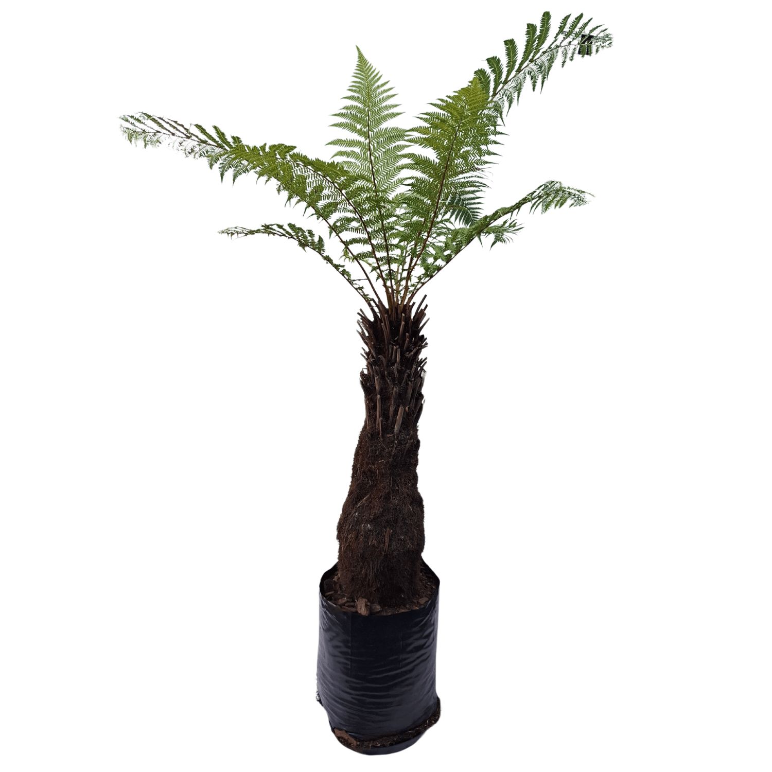 Plant, fresh (X-LRG 150cm +) assorted natives