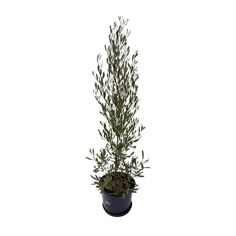 Plant, fresh (LARGE, 100-140cm) assorted natives