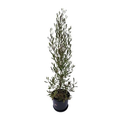 Plant, fresh (LARGE, 100-140cm) assorted natives