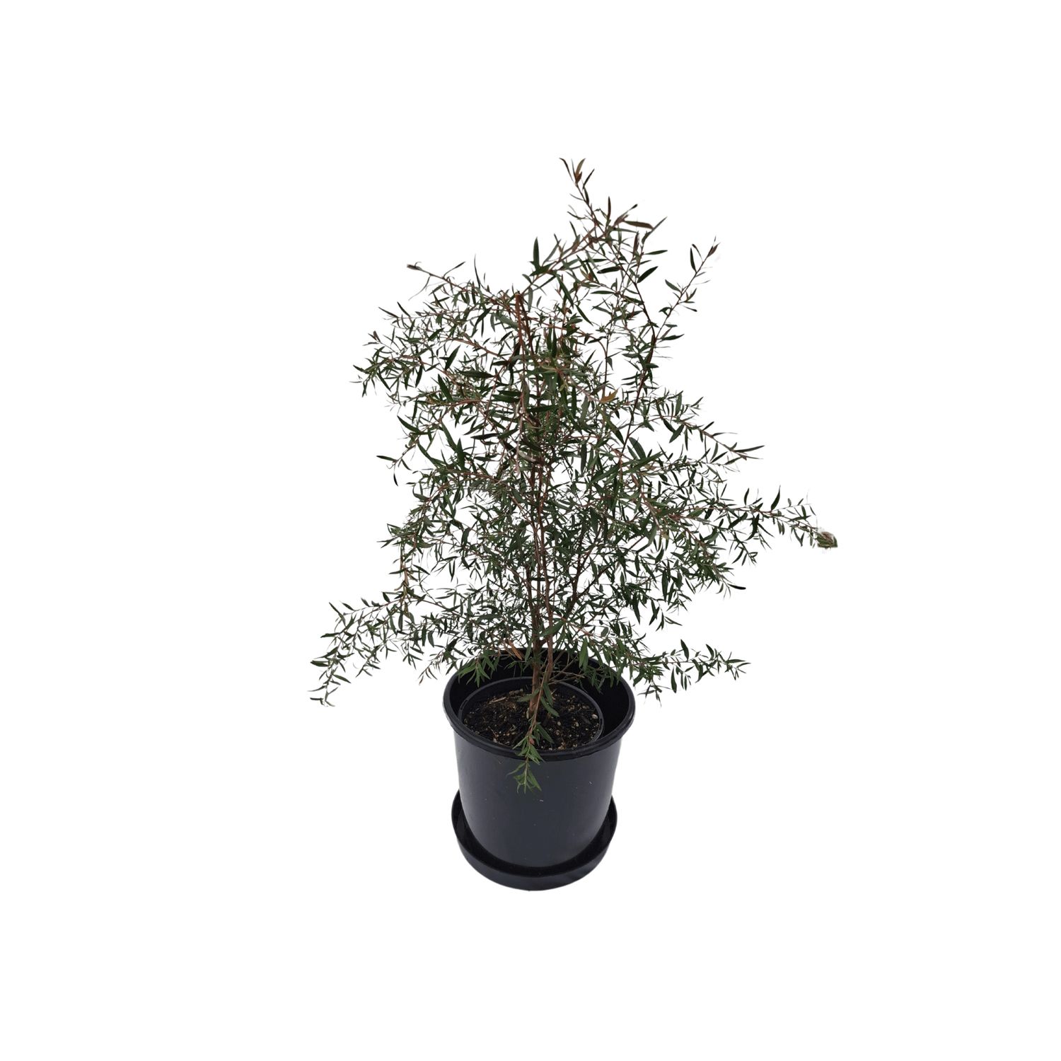 Plant, fresh (SMALL, up to 50cm), assorted natives