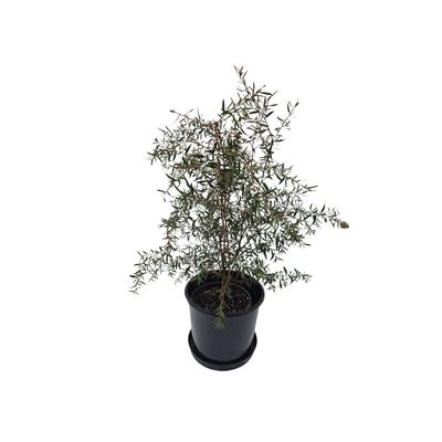 Plant, fresh (SMALL, up to 50cm), assorted natives