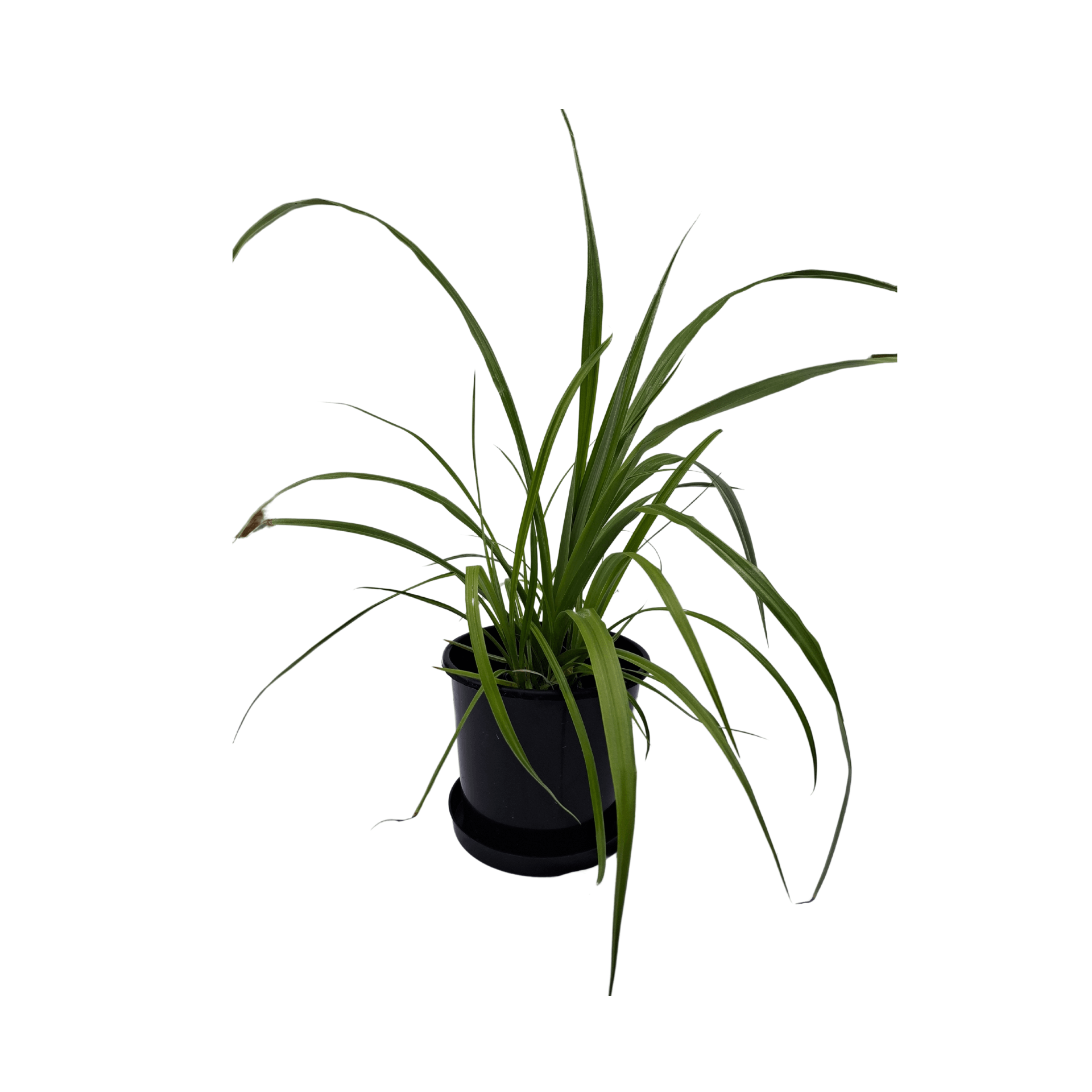 Plant, fresh (SMALL, up to 50cm), assorted natives