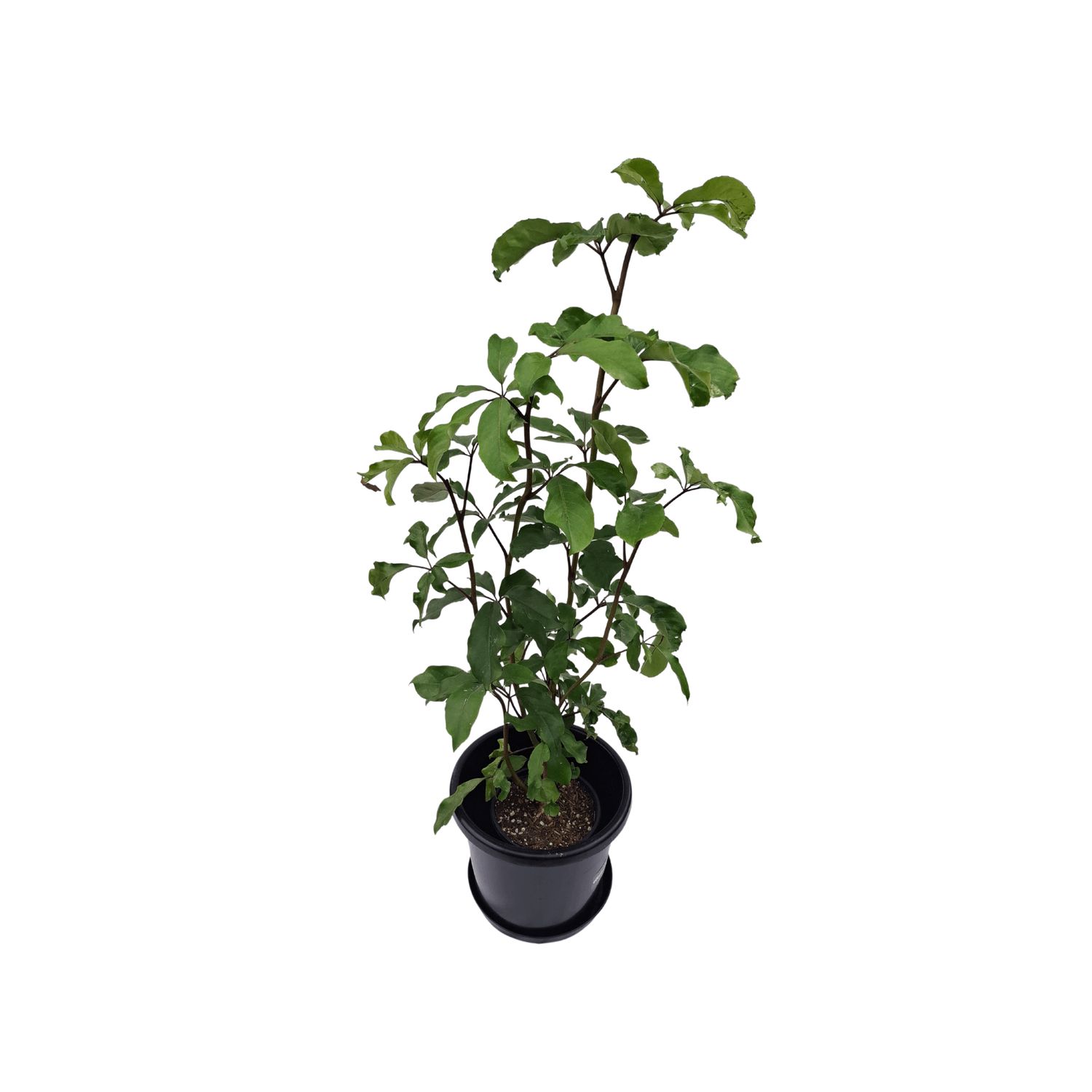 Plant, fresh (MEDIUM, 60-90cm) assorted natives