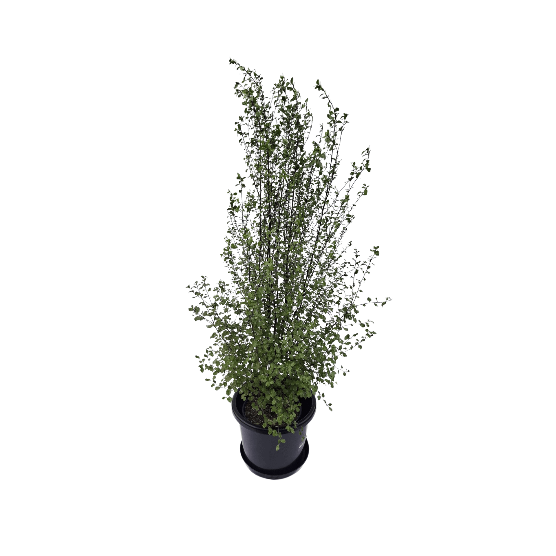 Plant, fresh (MEDIUM, 60-90cm) assorted natives