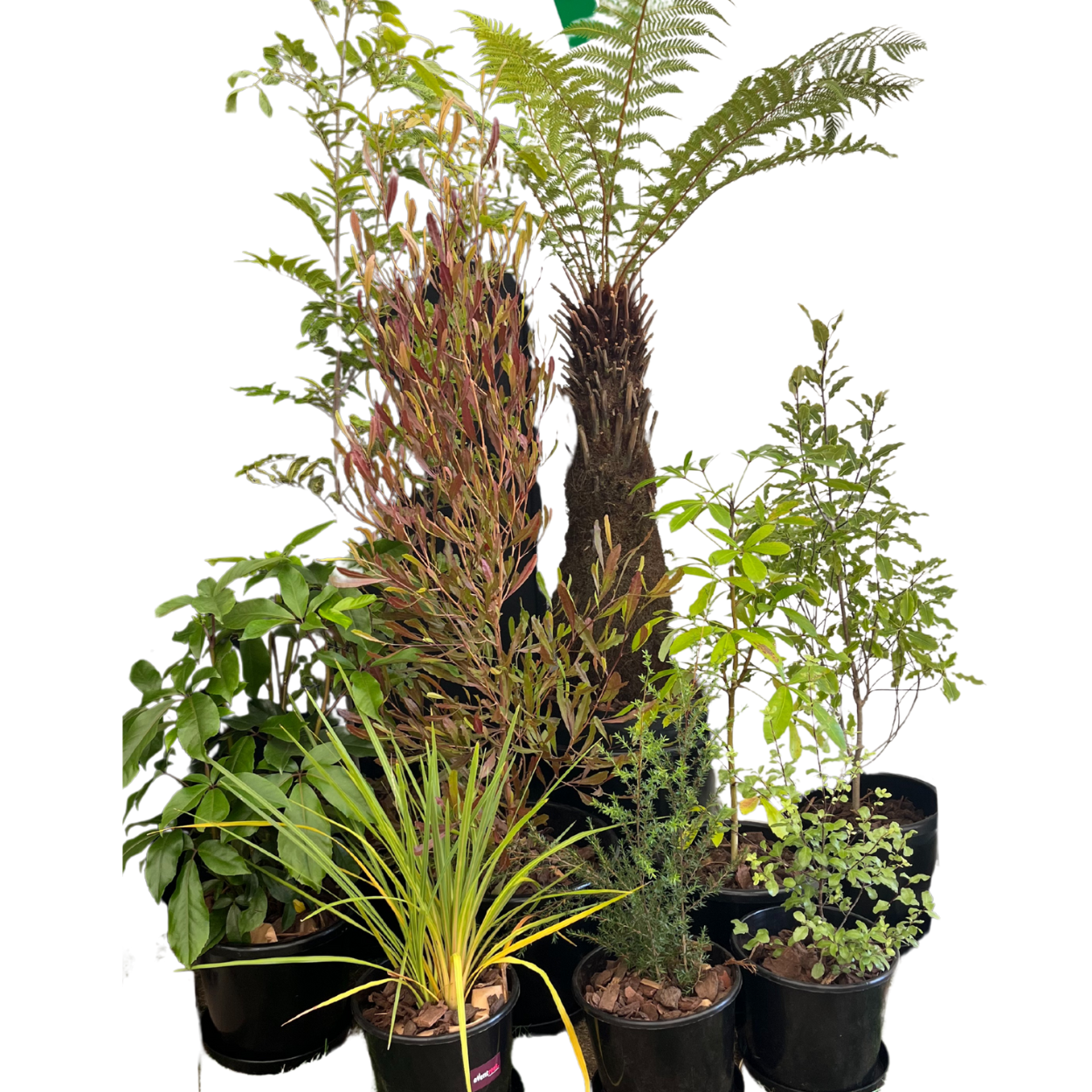 Plant package - fresh assorted natives CLUSTER