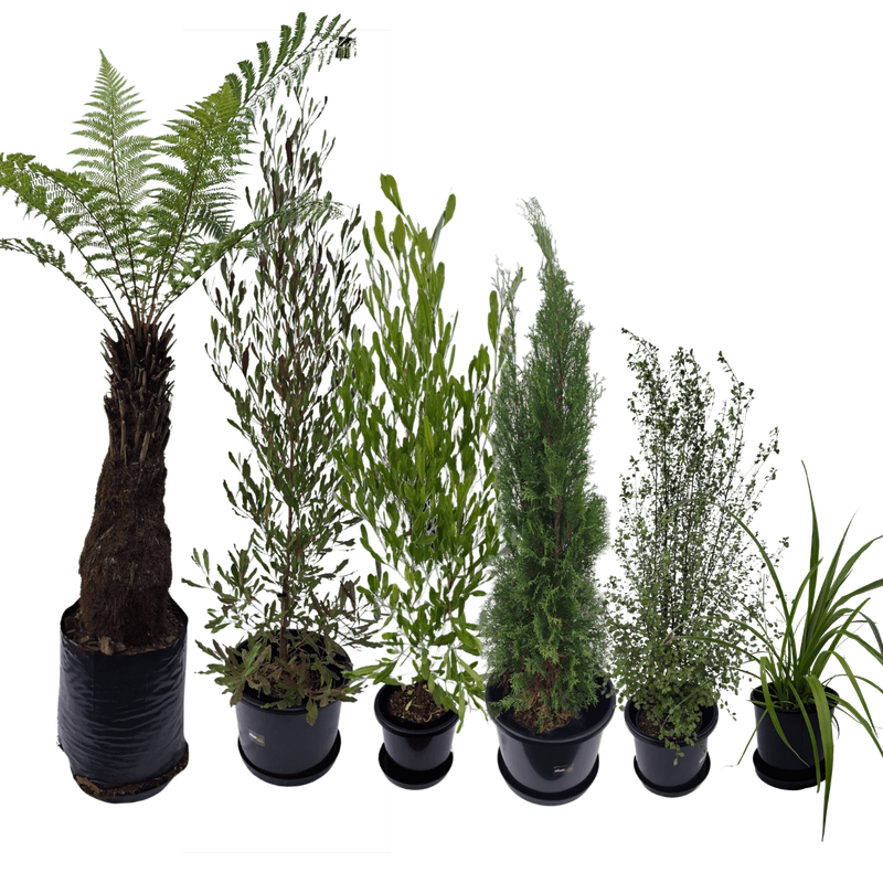 Silver Plant Package - fresh assorted natives