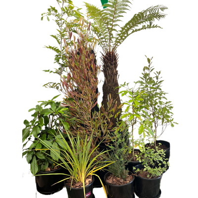 Plant package - fresh assorted natives CLUSTER