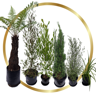 Gold Plant Package - fresh assorted natives
