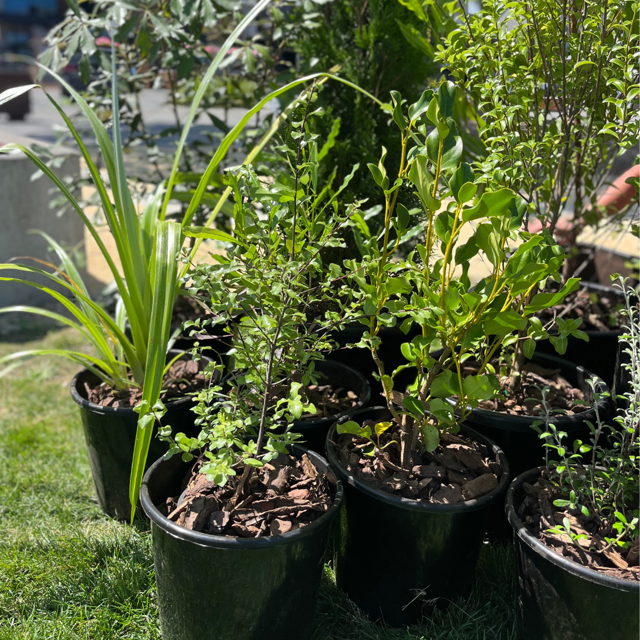 Bronze Plant Package - fresh assorted natives