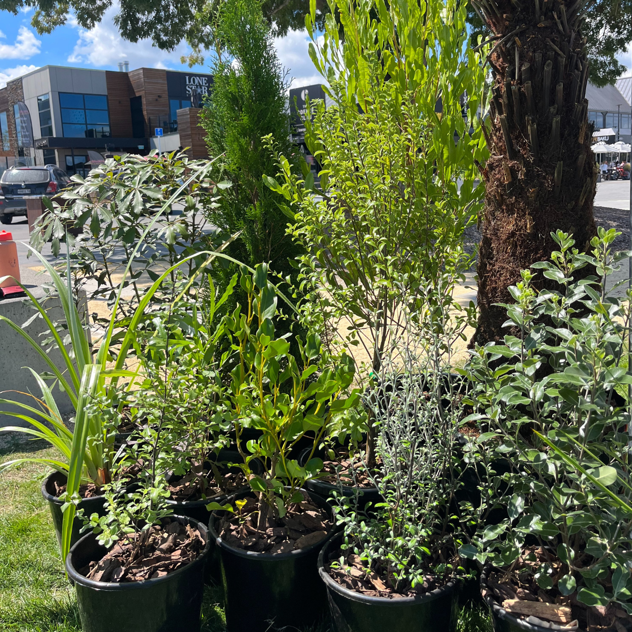 Gold Plant Package - fresh assorted natives