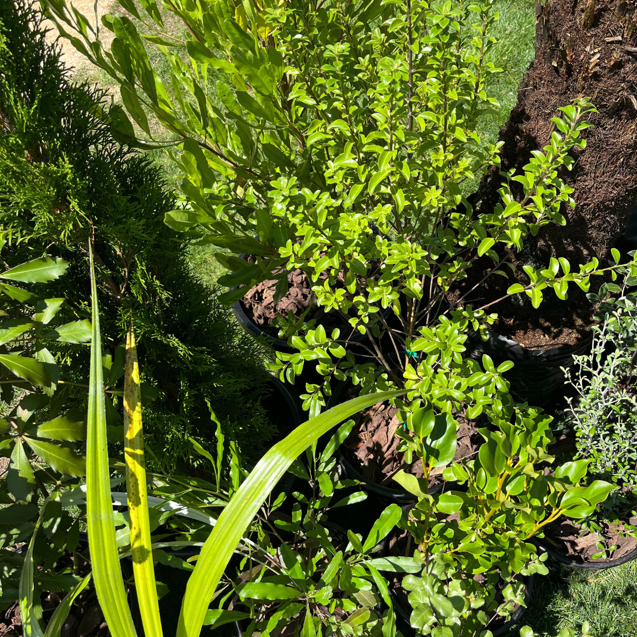 Silver Plant Package - fresh assorted natives