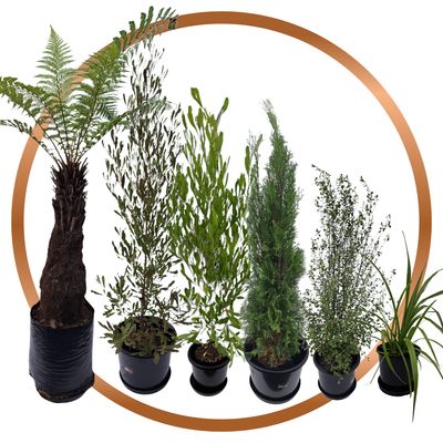 Bronze Plant Package - fresh assorted natives