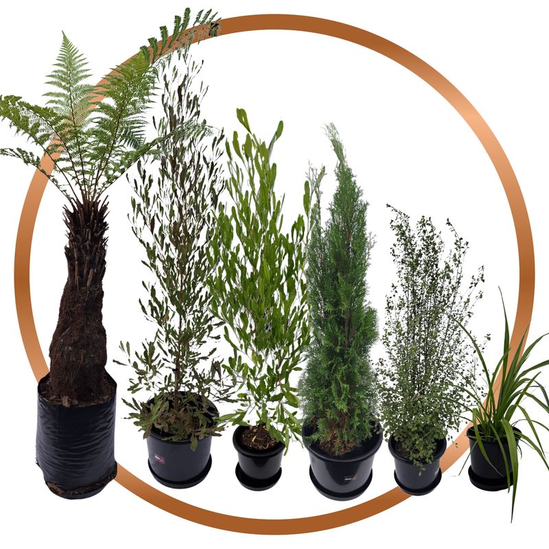 Bronze Plant Package - fresh assorted natives