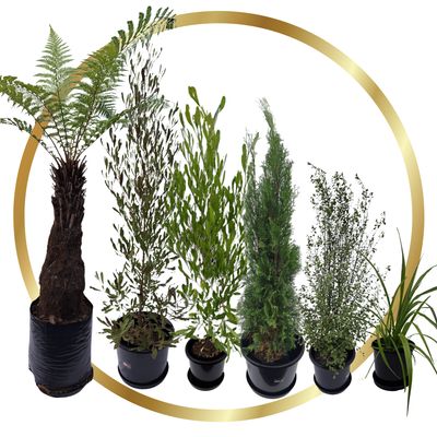 Gold Plant Package - fresh assorted natives Gold Plant Package - fresh assorted natives