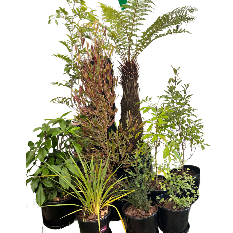 Plant package - fresh assorted natives CLUSTER