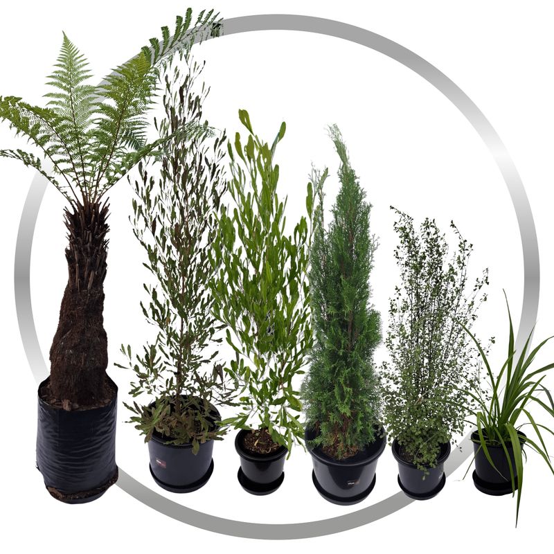 Silver Plant Package - fresh assorted natives