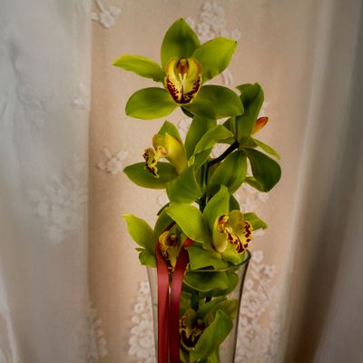 Orchidée en vase dans une boîte