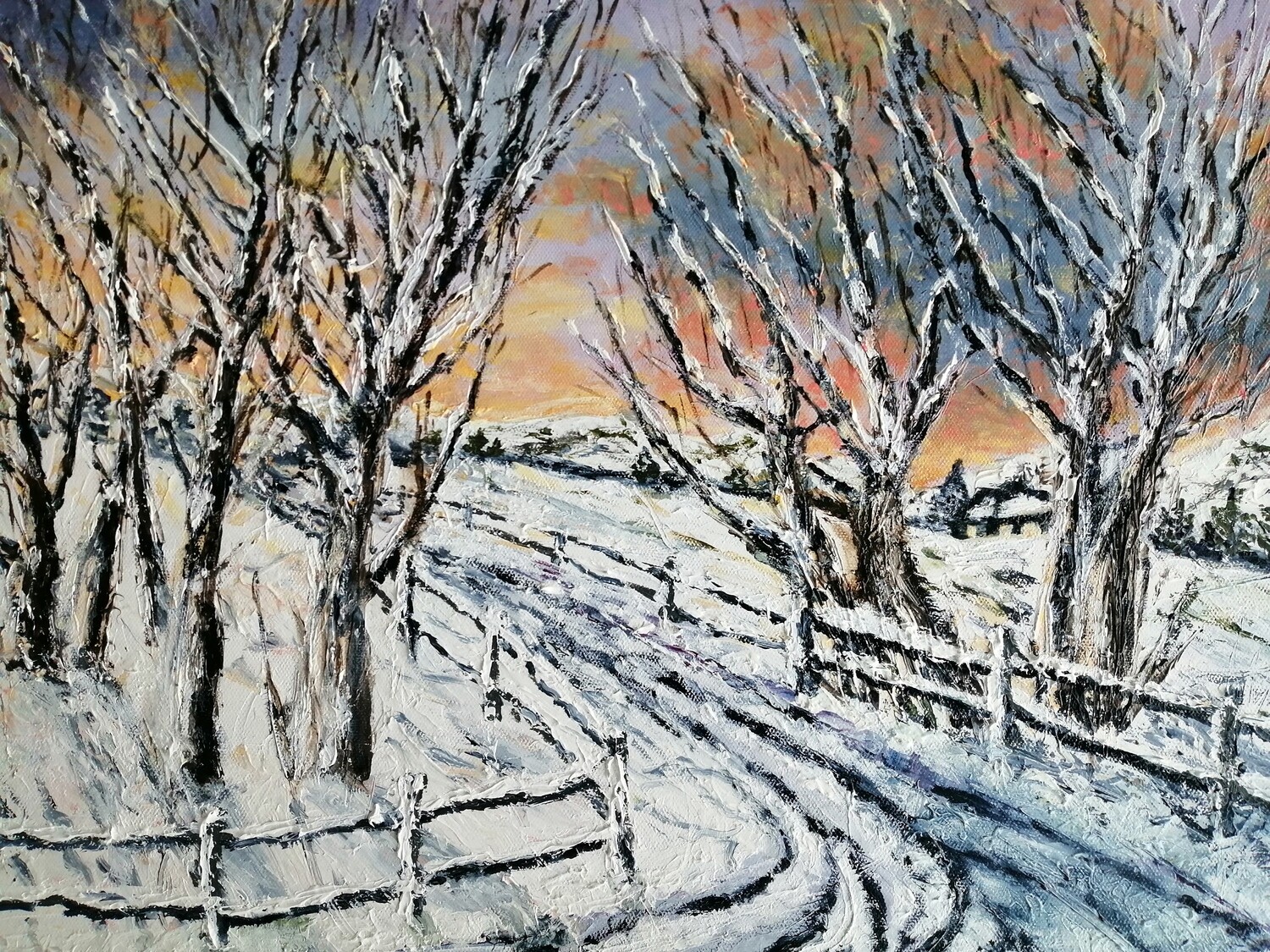 Beech trees under a Low Winter Sun