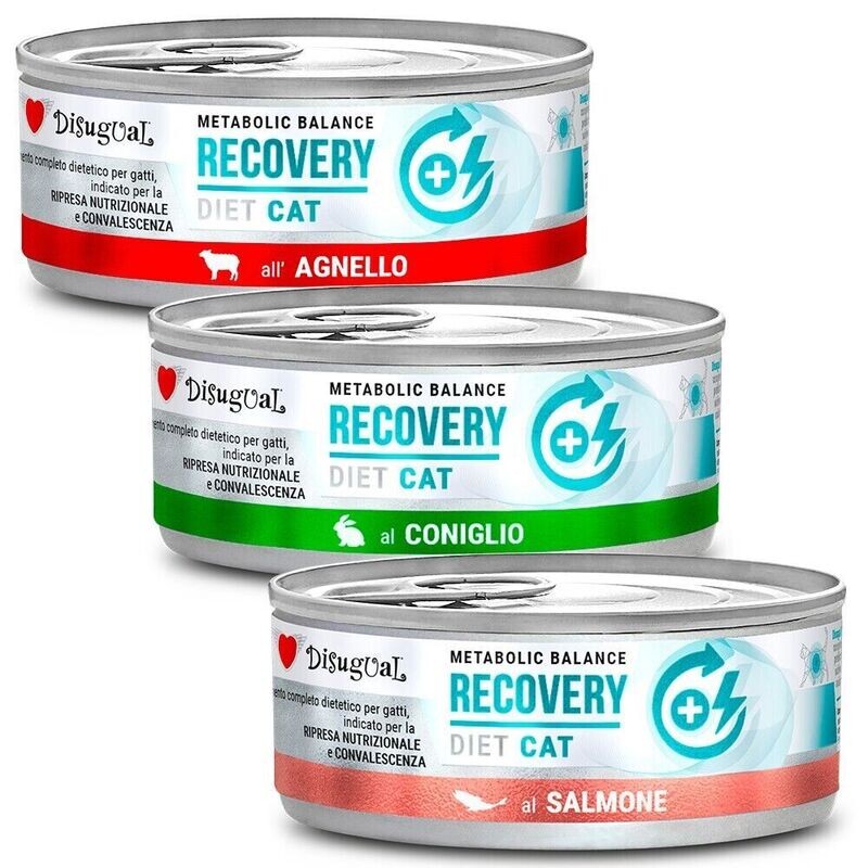 Disugual Recovery Cat