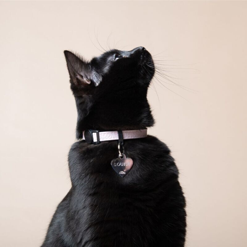 MyFamily Collare per Gatto in Vera Pelle Italiana con Sgancio di Sicurezza