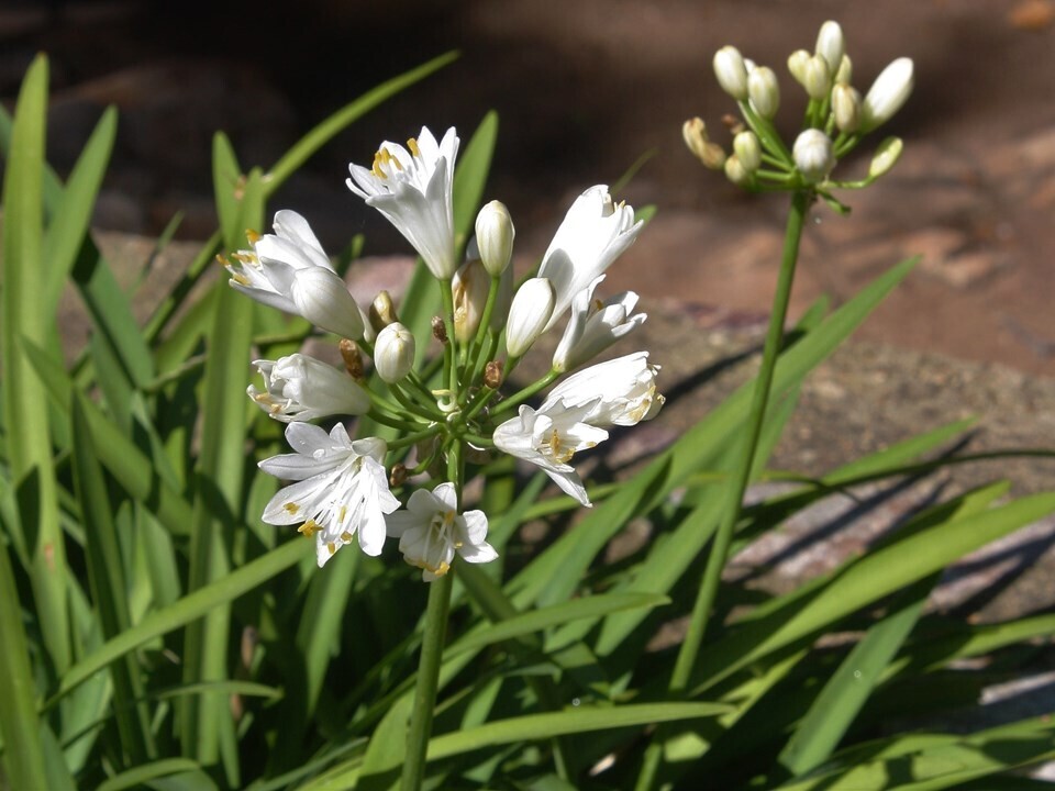 Agapanthus nana white 2.5lt