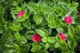 Aptenia cordifolia 1lt (Pink)
