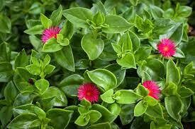 Aptenia cordifolia 1lt (Pink)