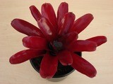 Bromelia Fire Ball 12cm