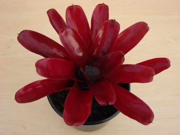 Bromelia Fire Ball 12cm