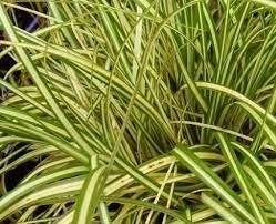 Carex oshim evergold 2.5lt