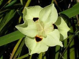 Dietes bicolour 1lt