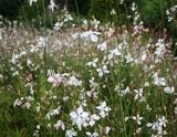 Gaura White 2.5lt