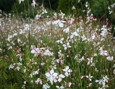 Gaura White 2.5lt