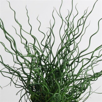 Juncus Twisted Dart 15cm