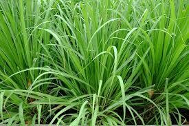 Lemon  Grass 15cm