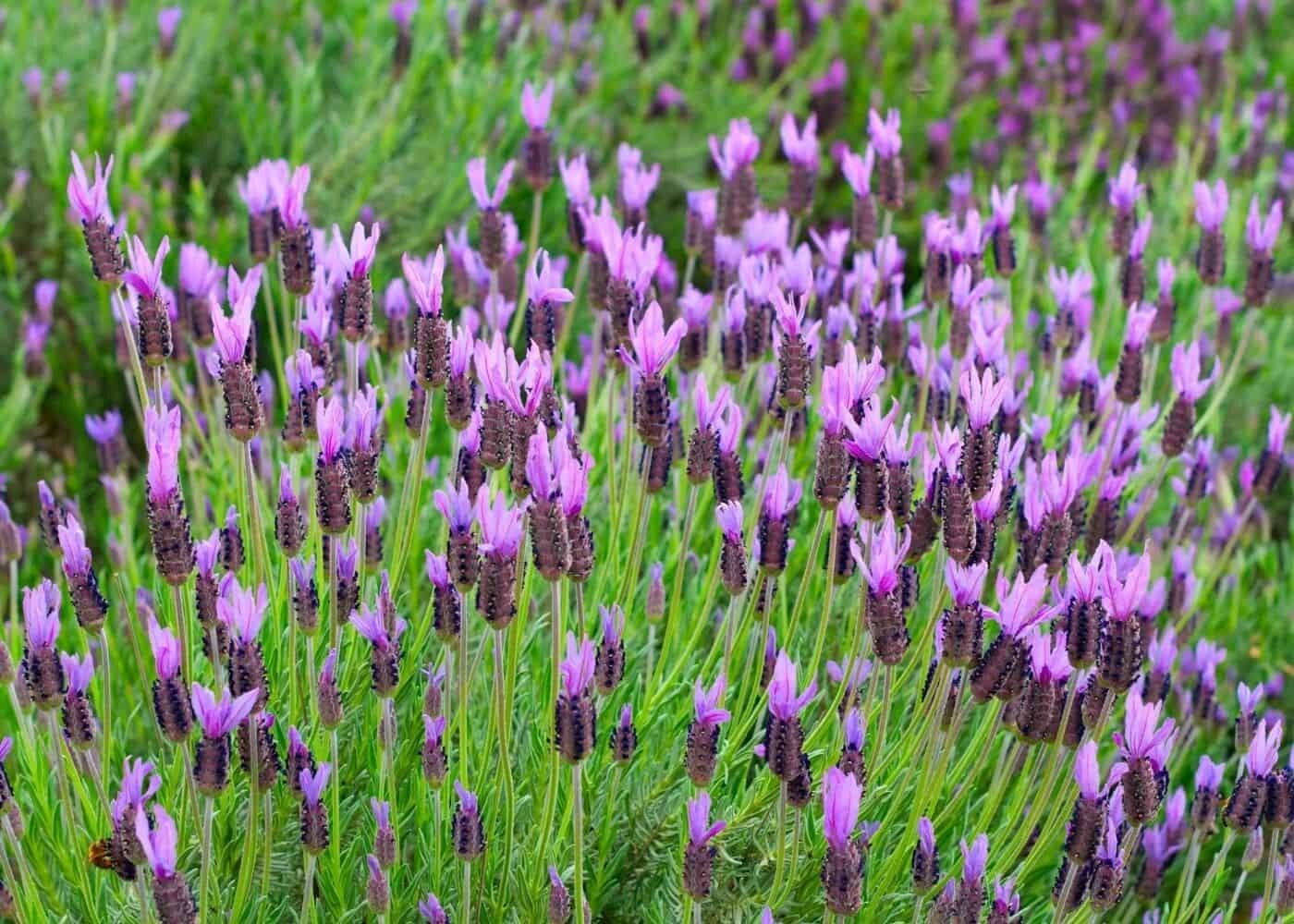 Lavender stoechas 2.5lt