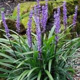 Liriope Evergreen Giant 2.5lt
