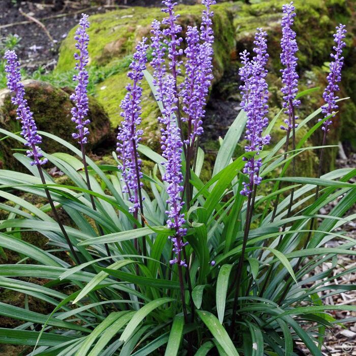Liriope Evergreen Giant 2.5lt