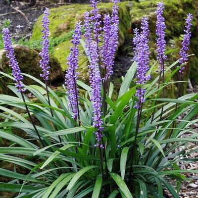 Liriope Evergreen Giant 2.5lt