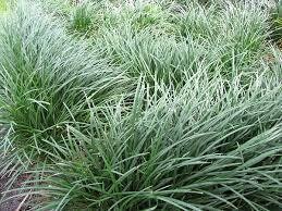Mondo Grass Ophiopogon japonicus 1lt