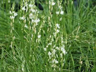 Ornithogalum juncifolium 2.5lt