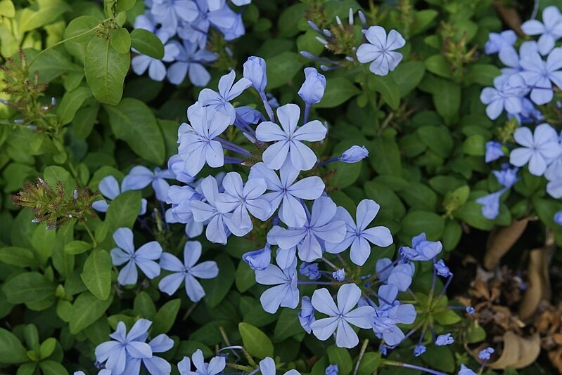 Plumbago Blue 2.5lt