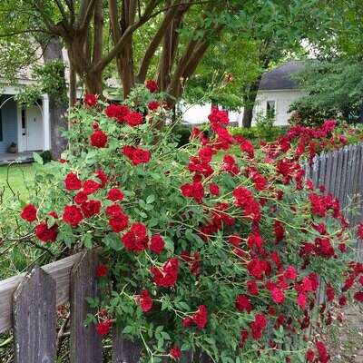Rose Rambling Red 2.5lt