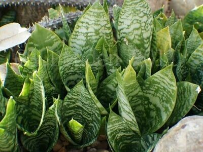 Sanseveria hahnii 12cm